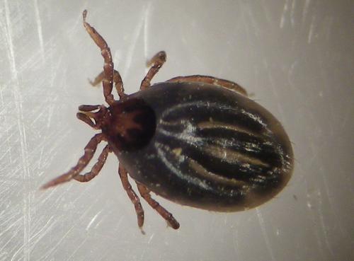 Réf. 270 182 : Ixodes ricinus